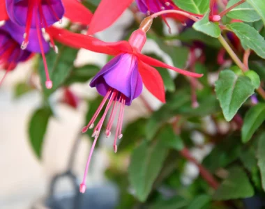 Fuchsia plant with beautiful pink and purple flowers