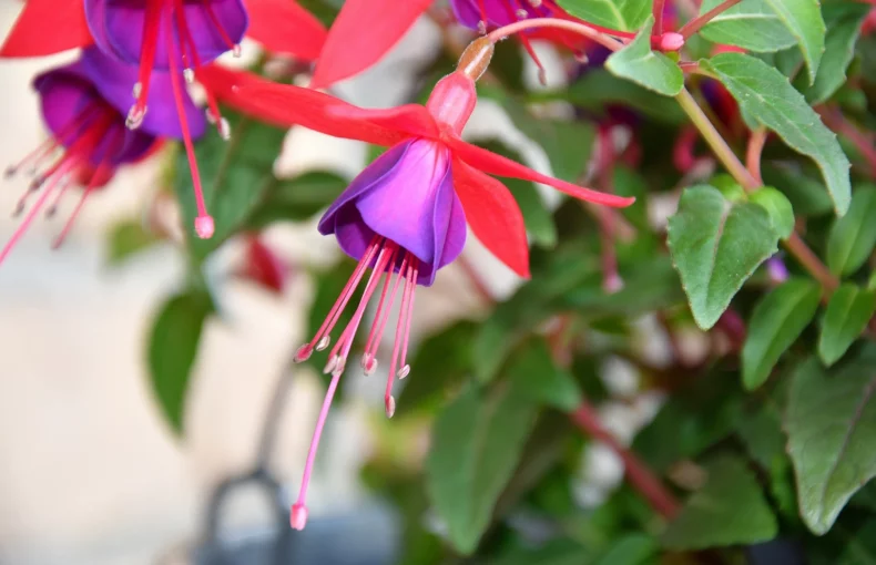 Fuchsia plant with beautiful pink and purple flowers