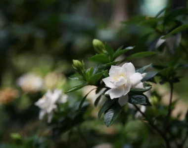gardenia plant with white blooms