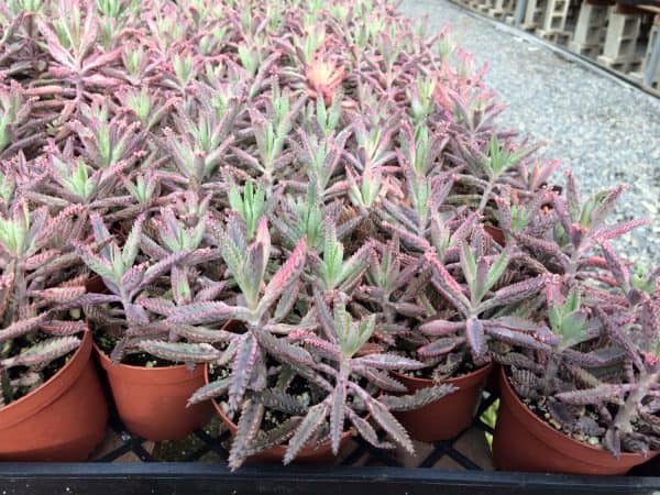 Mature Succulent Plant Kalanchoe Pink Butterflies | Lovely pink trim on these fleshy leaves resemble an octopus tentacle