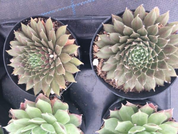 Four Small Succulent Plants in Pots.  Assortment of 4 Small Hens and Chicks Plants, shipped in pots, Plantly