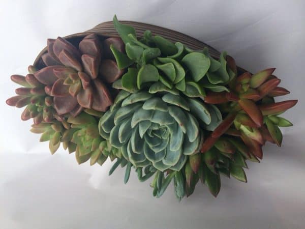 Large Succulent Arrangement in a Tan Oval Designed Tin., Plantly
