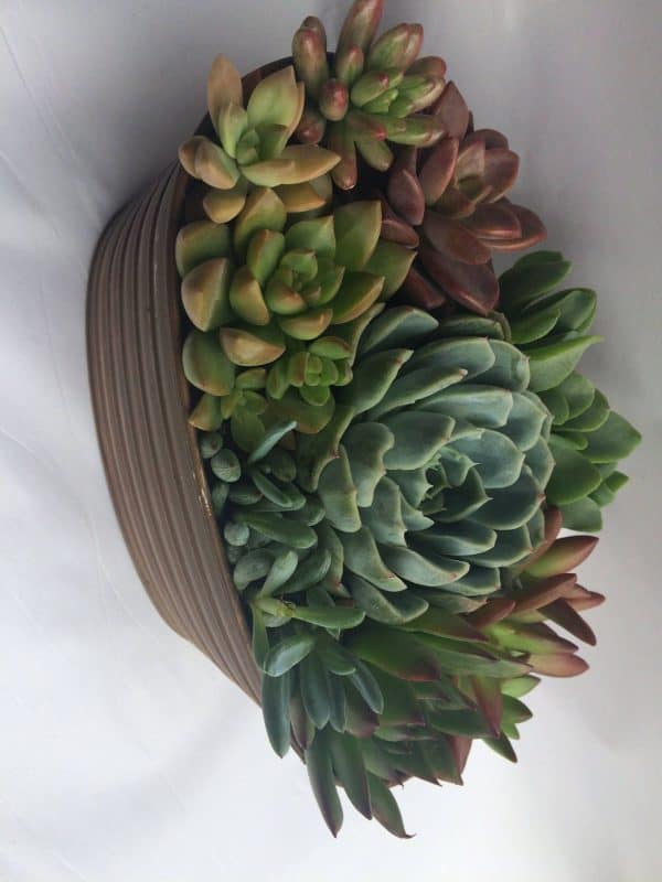 Large Succulent Arrangement in a Tan Oval Designed Tin., Plantly