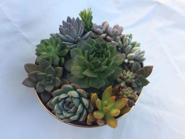 Large Succulent Arrangement in a Gold Tin Hammered Planter | Beautiful, completely assembled dish garden, Plantly