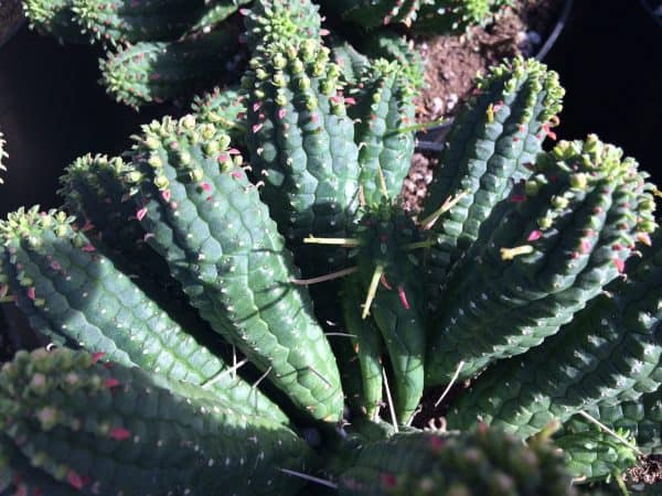 Cactus Plant Mature Corn Cob