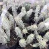 Cactus Plant Small Indian Corn Cob