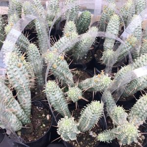 Golden Barrel Cactus Plant Care Guide, Plantly