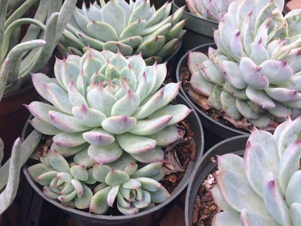 Large Succulent Plant Echeveria Tippy  Pale blue rosette with pointed red tips, Plantly