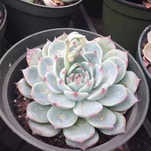 Large Succulent Plant Echeveria Tippy  Pale blue rosette with pointed red tips