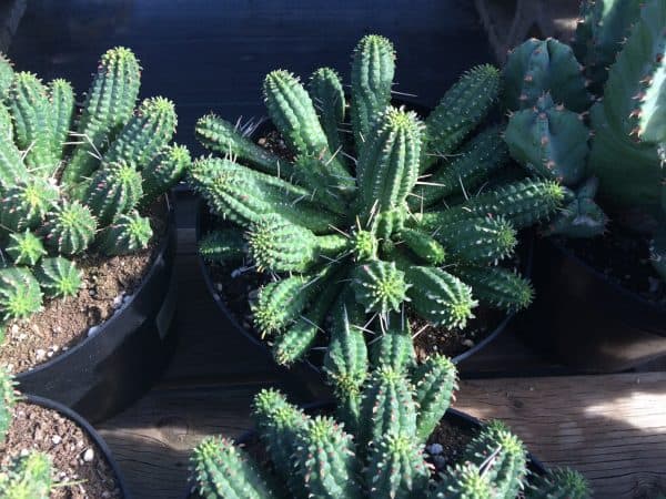 Cactus Plant Mature Corn Cob