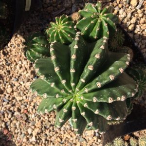 How to Replant Succulents? Step-By-Step Guide, Plantly