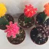 Cactus Plant -Small Grafted 'Moon Cactus' Assortment.