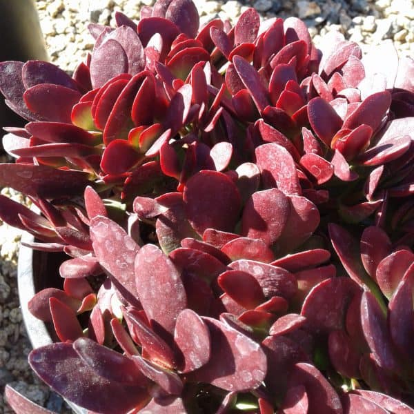 Large Succulent Plant Crassula Platyphylla.  Beautifully colored deep red succulent., Plantly