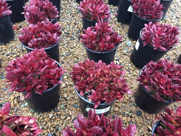 Large Succulent Plant Crassula Platyphylla.  Beautifully colored deep red succulent., Plantly