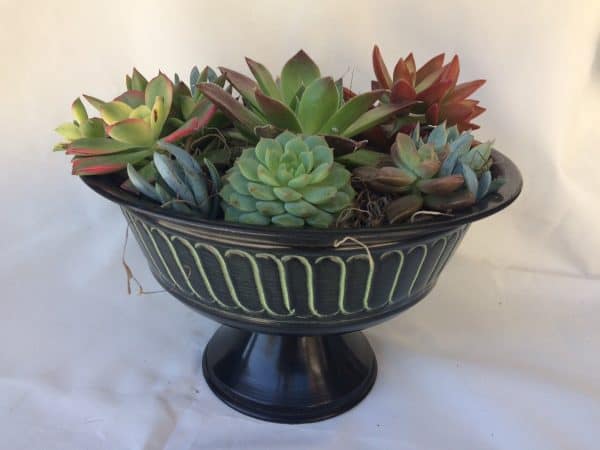 Large Succulent Arrangement in a Black with Green Tin Pedestal Planter., Plantly