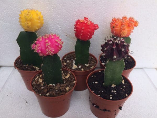 Cactus Plant -Small Grafted &#8216;Moon Cactus&#8217; Assortment., Plantly