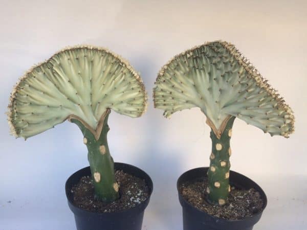 Large Crest Grafted Cristata Cactus | Alabaster on green, beautiful coloring and unique shape