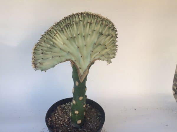 Large Crest Grafted Cristata Cactus | Alabaster on green, beautiful coloring and unique shape