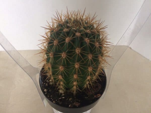 Cactus Plant Small Trichocereus Grandiflorus Hybrid. Beautiful, very spiny cactus., Plantly