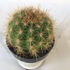 Cactus Plant Small Trichocereus Grandiflorus Hybrid. Beautiful, very spiny cactus.