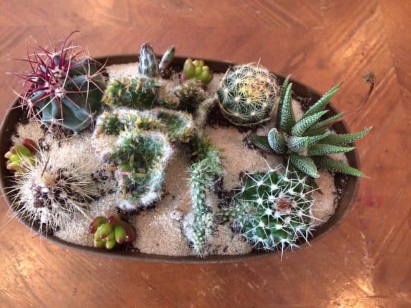 Large Cactus DIY with Tan Oval Designed Tin and soil., Plantly