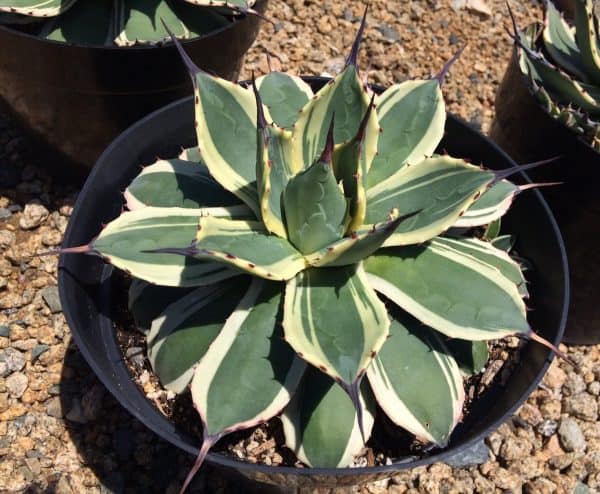 Mature Agave &#8216;Cream Spike&#8217;. Unique coloring makes this a must have plant for any garden, Plantly