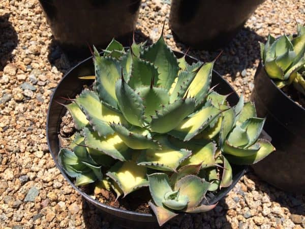 Mature Agave Rum Runner. Unique coloring makes this a must have plant for any garden