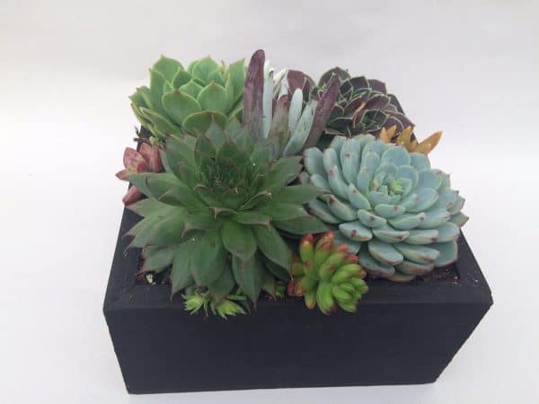 Large Succulent Arrangement in Black Rustic Wood Square Planter. Beautiful, completely assembled dish garden., Plantly
