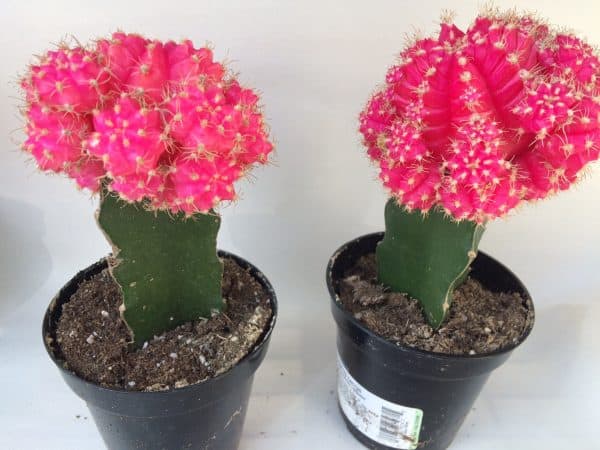 Large Grafted &#8216;Moon Cactus&#8217; Bright Pink | Adds color to your terrarium or garden, Plantly