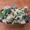 Large Cactus DIY with Tan Oval Designed Tin and soil.