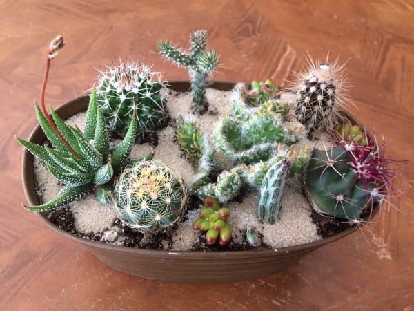 Large Cactus DIY with Tan Oval Designed Tin and soil., Plantly