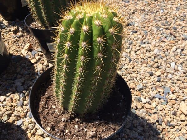 Cactus Plant Mature Trichocereus &#8216;Sun Goddess&#8217;. A tall, very chunky hybrid cactus with golden spines., Plantly