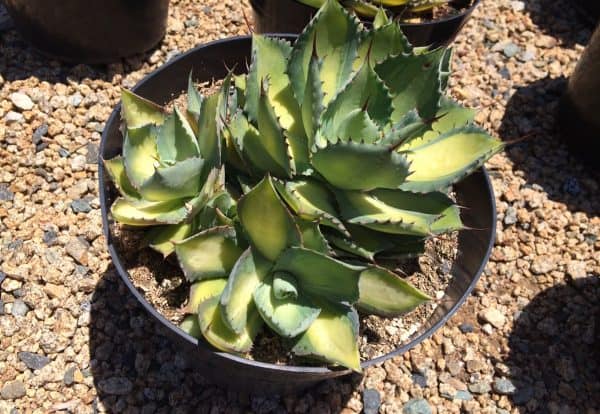 Mature Agave Rum Runner. Unique coloring makes this a must have plant for any garden