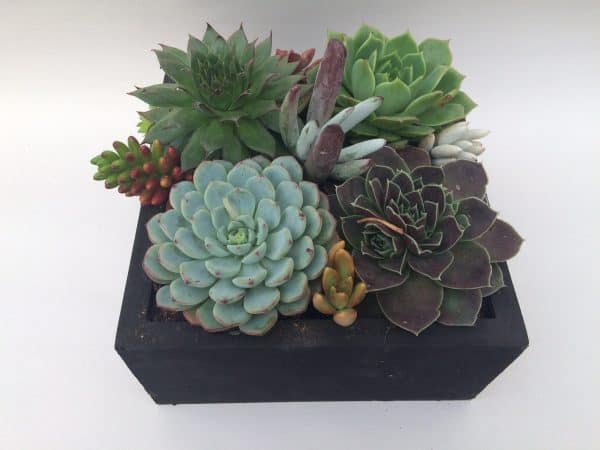 Large Succulent Arrangement in Black Rustic Wood Square Planter. Beautiful, completely assembled dish garden., Plantly