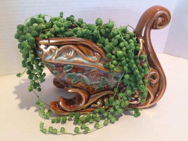 Mature String of Pearls in Ceramic Sleigh,, Plantly