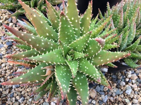 Mature Aloe Crosby’s Prolific | A beautifully colored, hybrid Aloe