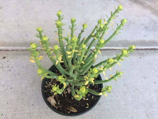 Cactus Plant Mature Euphorbia Mauritanica or Pencil Milk Bush.. A grouping of tall, pencil-like, spineless stems., Plantly