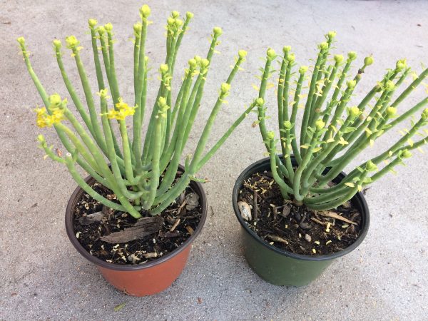 Cactus Plant Mature Euphorbia Mauritanica or Pencil Milk Bush.. A grouping of tall, pencil-like, spineless stems., Plantly
