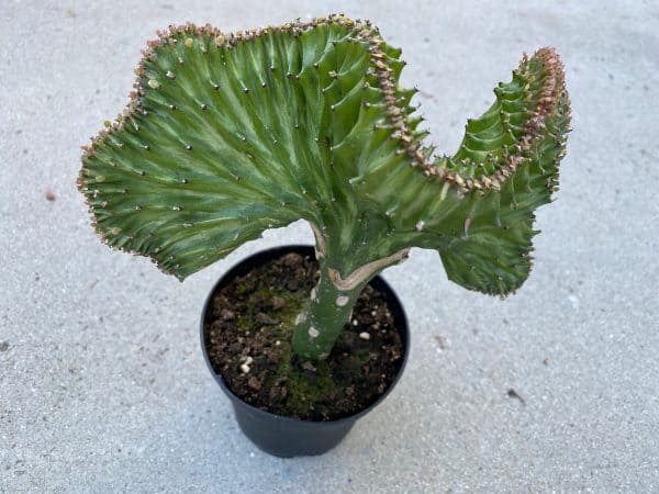 Cactus Plant. Large Green Crest Grafted Cristata Cactus.Beautiful green coloring and unique shape., Plantly
