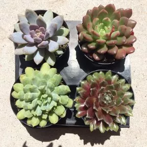 Four Small Succulent Plants - You Choose 4