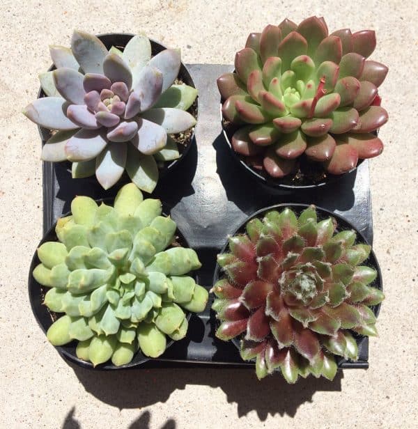 Four Small Succulent Plants in Pots.  You Choose 4 Small Plants shipped in pots, Plantly
