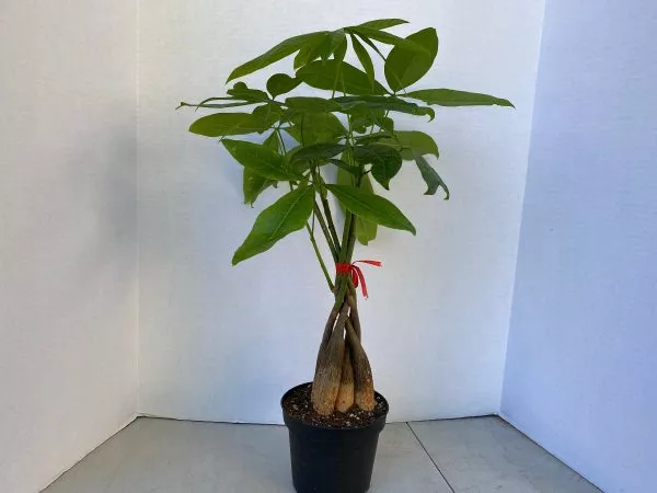 Large Bonsai &#8220;Money Tree&#8221; Plant. A unique, braided, good luck plant., Plantly