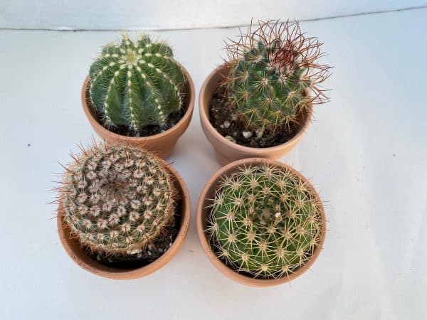 Group of 4 Small Cactus in Terra Cotta Pots | A great gift!!, Plantly