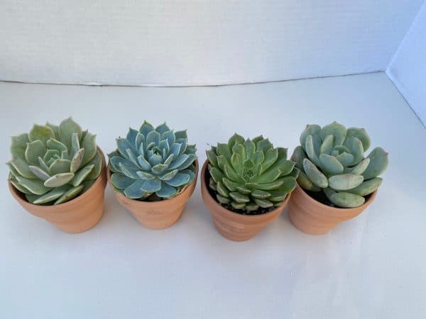 Group of 4 Small Succulents shipped in Terra Cotta Pots. A great gift!! Shop Early!, Plantly