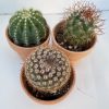 Group of Three Small Cactus in Terra Cotta Pots | A great gift!!