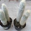 Cactus Plant. Mature Silver Torch Cactus. A spiny, cylindrical cactus.