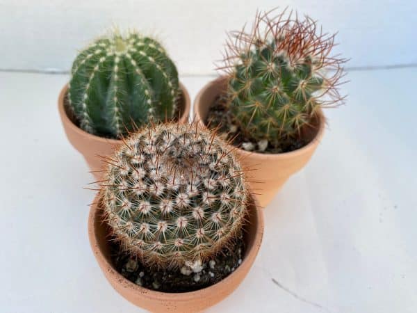 Group of Three Small Cactus in Terra Cotta Pots | A great gift!!, Plantly