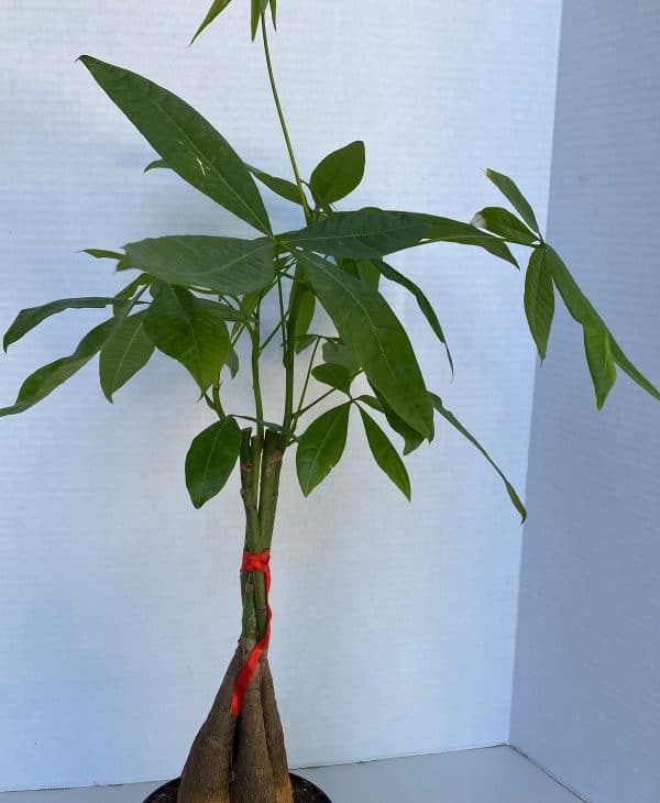 Large Bonsai Money Tree Plant | A unique, braided, good luck plant, Plantly