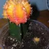 Cactus Plant -Small Grafted 'Moon Cactus' Brilliant Yellow. Adds color to your terrarium or garden.