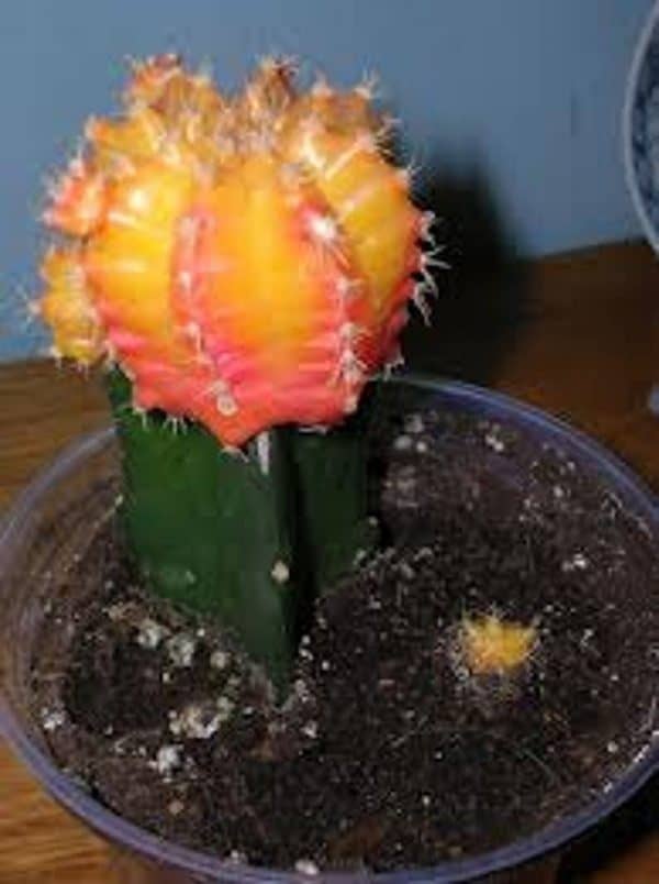 Cactus Plant -Small Grafted &#8216;Moon Cactus&#8217; Brilliant Yellow. Adds color to your terrarium or garden., Plantly